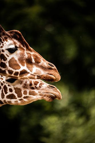 Seitenprofil von zwei Giraffen