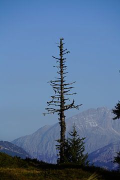 een dode spar op de bergen met de alpen en blauwe lucht op de achtergrond van chamois huntress