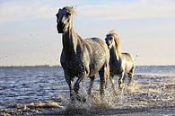 Deux chevaux dans l'eau par Atelier Liesjes Aperçu