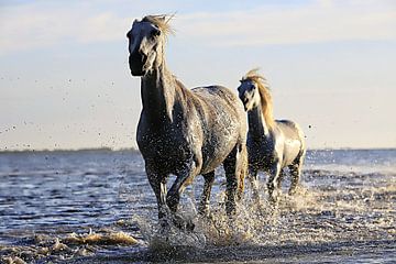 Zwei Pferde im Wasser