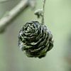 Female cone of the Larix decidua by whmpictures .com