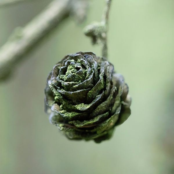 Cône femelle du Larix decidua par whmpictures .com