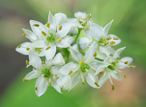 Winzige weiße Knoblauchblüten