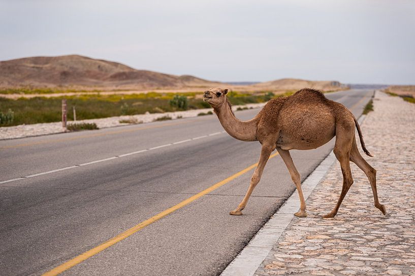 Cheeky dromedary by Vivian Paola Kamphuis