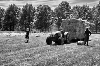 Haymaking season