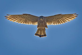 Faucon crécerelle en prière