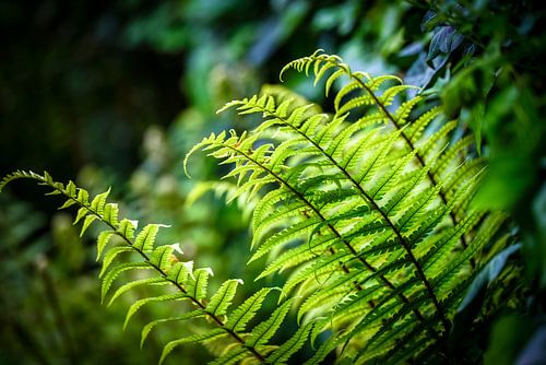 The magic of ferns by Dirk van Egmond