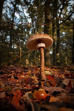 Champignon sur Robbert Wille