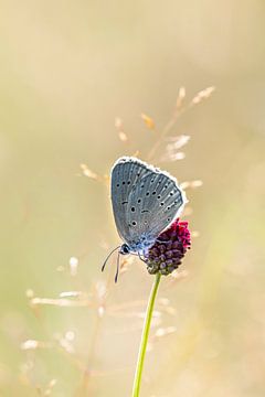 Pimpernel blue on Large Pimpernel flower. by Frans Lemmens