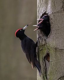 Black woodpecker feeds its young by Onisfotografie