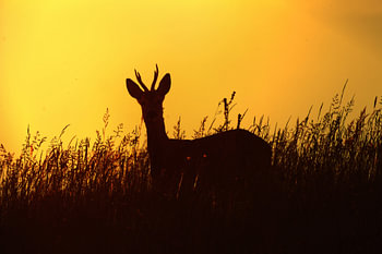 Ree in het gouden avondlicht