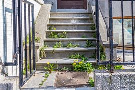 Weeds between stones in Ostend by didier de borle