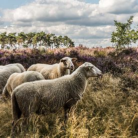 Sheep on the Lommelse Heide (B) by Martine Dignef