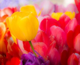 Tulips flowers by ManfredFotos