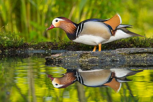 canard mandarin