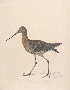 Barge à queue noire - Stephanus Hendrik Willem van Trigt ca. 1810-1840 - Collection Teylers Museum