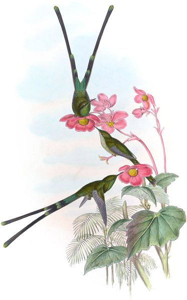 Nouna-Koali, John Gould von Hummingbirds