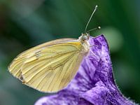 Weiß auf Blume