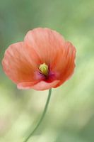 Fleur de pavot