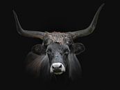 Zwarte taurus stier in donkere achtergrond van John van den Heuvel thumbnail