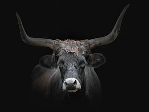 Black bull in dark background by John van den Heuvel