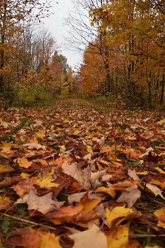 Un sentier en forêt à l'automne