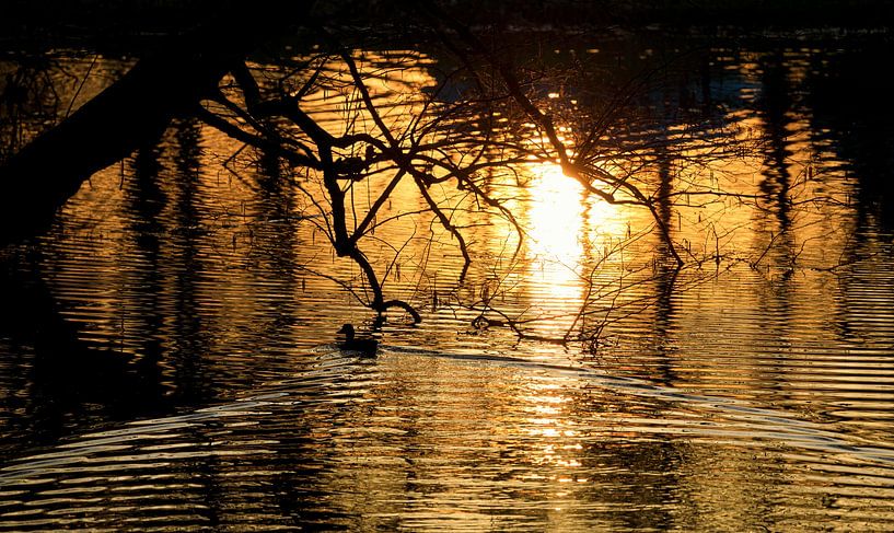 Duck in pond during sunset (Groningen - Netherlands) by Marcel Kerdijk