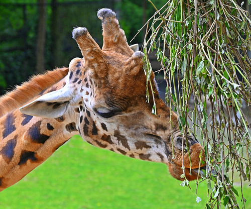 La douce bouchée géante d'une girafe.