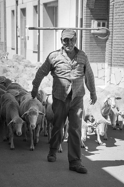 Shepherd by Christophe Castillon