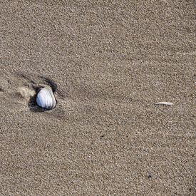 Shell in the beach by Peter van Weel