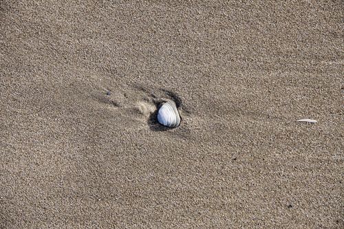 Muschel am Strand von Peter van Weel