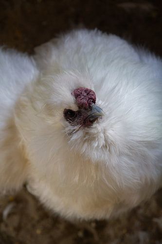 Bovenaanzicht hoender