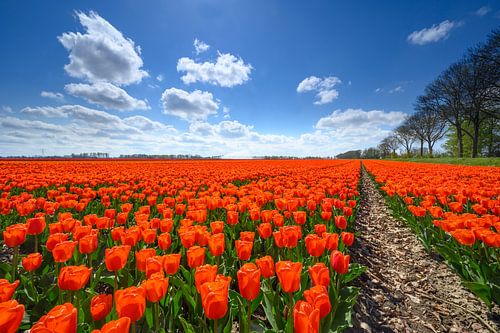 Tulipes poussant dans des champs agricoles au printemps.