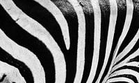 Close-up van het patroon van strepen van een Zebra in zwart-wit van Sjoerd van der Wal Fotografie thumbnail