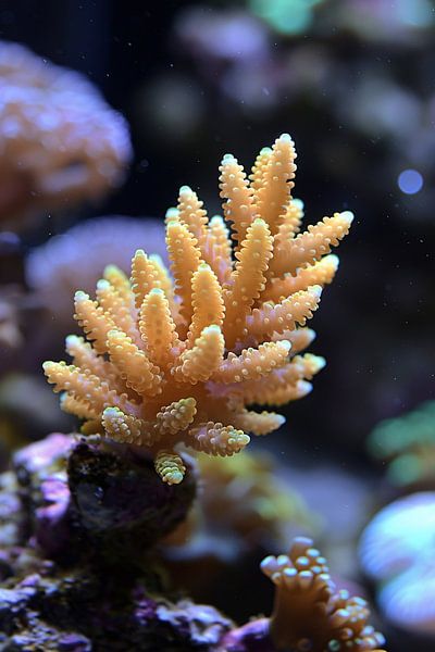 Coral Reef Still Life by Art & Soul Creations