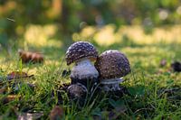 mushrooms