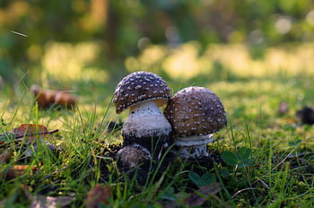 Champignons