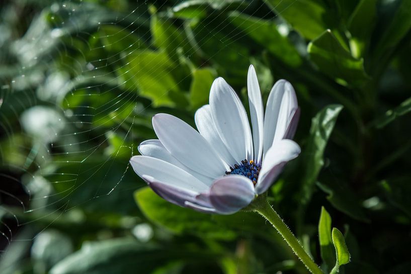 Flower von Tomas S.