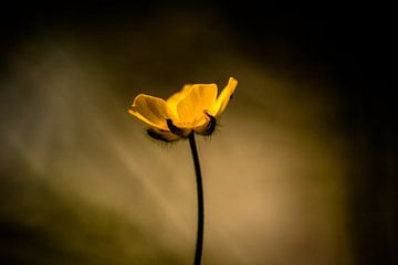alone buttercup by Frank Ketelaar
