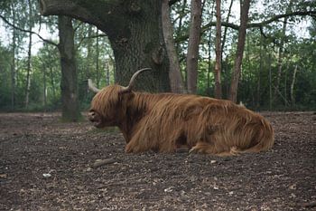 J'ai besoin d'une coupe de cheveux