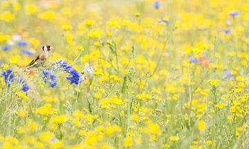 Stieglitz im Blumenmeer von Danny Slijfer Natuurfotografie