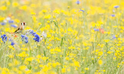 Chardonneret dans une mer de fleurs