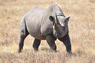 Black rhino by Rini Kools thumbnail