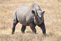 Black rhino