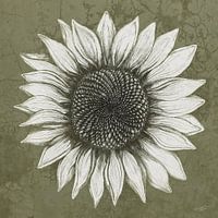 Tournesol en noir