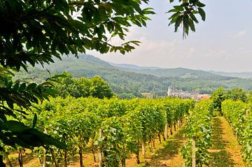 Vineyard in Slovenia by Lars-Olof Nilsson