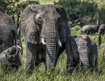 Elefantenmutter mit lächelnden Elefantenbabys im hohen Gras von Erwin Floor