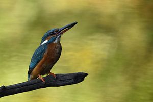 IJsvogel met vis von Sascha van Dam