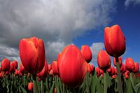 Tulpen in de wolken