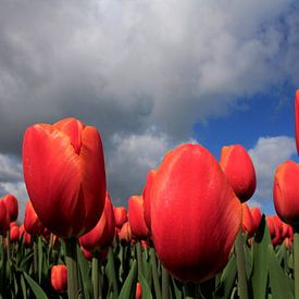 Tulpen in de wolken von Pamela Fritschij